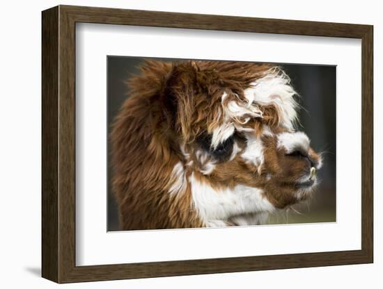 Calico Llama Alpaca Face close Up-BILLPERRY-Framed Photographic Print