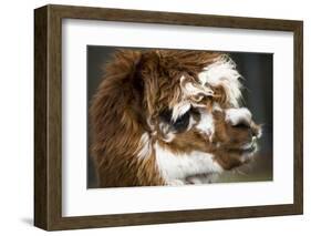 Calico Llama Alpaca Face close Up-BILLPERRY-Framed Photographic Print