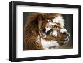 Calico Llama Alpaca Face close Up-BILLPERRY-Framed Photographic Print