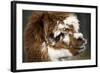 Calico Llama Alpaca Face close Up-BILLPERRY-Framed Photographic Print