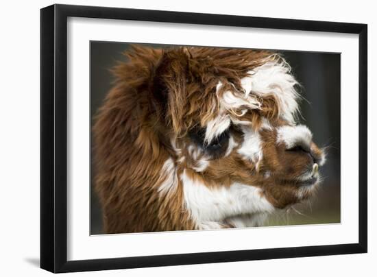 Calico Llama Alpaca Face close Up-BILLPERRY-Framed Photographic Print