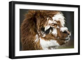 Calico Llama Alpaca Face close Up-BILLPERRY-Framed Photographic Print