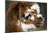 Calico Llama Alpaca Face close Up-BILLPERRY-Mounted Photographic Print