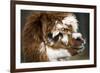 Calico Llama Alpaca Face close Up-BILLPERRY-Framed Photographic Print