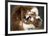 Calico Llama Alpaca Face close Up-BILLPERRY-Framed Photographic Print