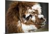 Calico Llama Alpaca Face close Up-BILLPERRY-Mounted Photographic Print