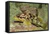 Calico Rockfish-Hal Beral-Framed Stretched Canvas