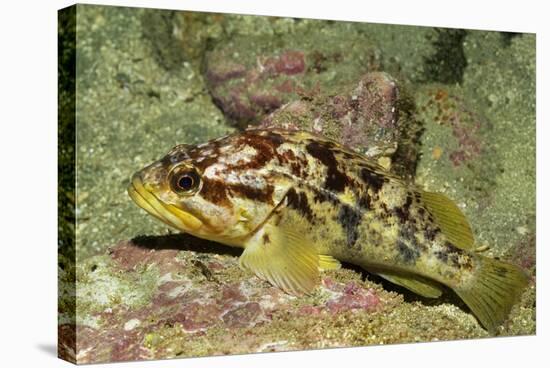 Calico Rockfish-Hal Beral-Stretched Canvas