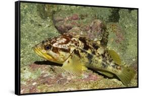 Calico Rockfish-Hal Beral-Framed Stretched Canvas