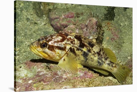 Calico Rockfish-Hal Beral-Stretched Canvas