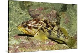 Calico Rockfish-Hal Beral-Stretched Canvas