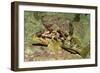 Calico Rockfish-Hal Beral-Framed Photographic Print