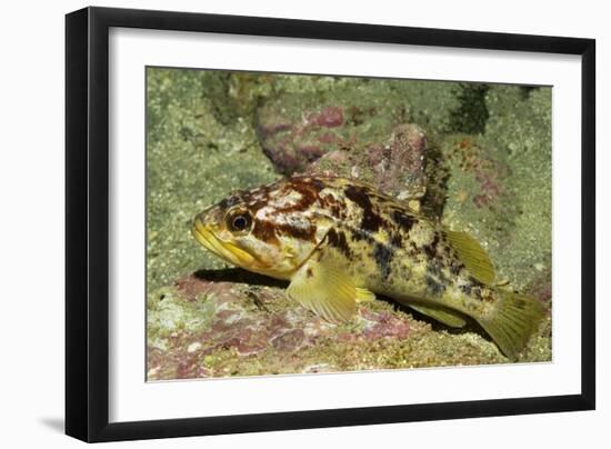 Calico Rockfish-Hal Beral-Framed Photographic Print