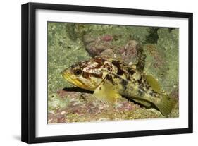 Calico Rockfish-Hal Beral-Framed Photographic Print