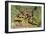 Calico Rockfish-Hal Beral-Framed Photographic Print