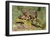 Calico Rockfish-Hal Beral-Framed Photographic Print