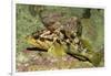 Calico Rockfish-Hal Beral-Framed Photographic Print