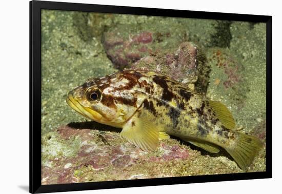 Calico Rockfish-Hal Beral-Framed Photographic Print