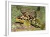 Calico Rockfish-Hal Beral-Framed Photographic Print