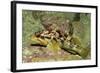 Calico Rockfish-Hal Beral-Framed Photographic Print