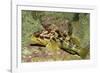 Calico Rockfish-Hal Beral-Framed Photographic Print