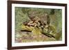 Calico Rockfish-Hal Beral-Framed Photographic Print