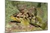 Calico Rockfish-Hal Beral-Mounted Photographic Print