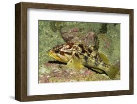 Calico Rockfish-Hal Beral-Framed Photographic Print