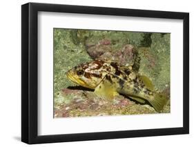 Calico Rockfish-Hal Beral-Framed Photographic Print