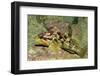 Calico Rockfish-Hal Beral-Framed Photographic Print