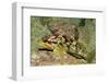 Calico Rockfish-Hal Beral-Framed Photographic Print