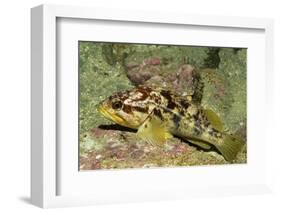 Calico Rockfish-Hal Beral-Framed Photographic Print