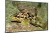 Calico Rockfish-Hal Beral-Mounted Photographic Print