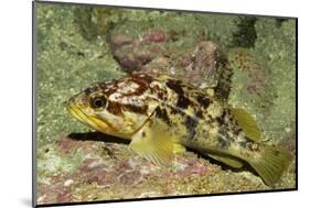 Calico Rockfish-Hal Beral-Mounted Photographic Print