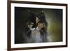 Calico Stare-Jai Johnson-Framed Giclee Print