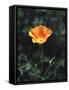 California, a California Poppy Wildflower in Spring Valley-Christopher Talbot Frank-Framed Stretched Canvas