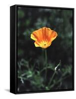 California, a California Poppy Wildflower in Spring Valley-Christopher Talbot Frank-Framed Stretched Canvas