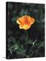 California, a California Poppy Wildflower in Spring Valley-Christopher Talbot Frank-Stretched Canvas