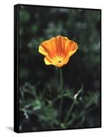 California, a California Poppy Wildflower in Spring Valley-Christopher Talbot Frank-Framed Stretched Canvas