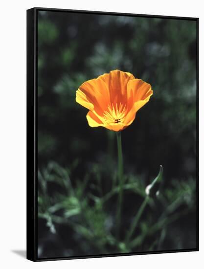 California, a California Poppy Wildflower in Spring Valley-Christopher Talbot Frank-Framed Stretched Canvas