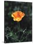 California, a California Poppy Wildflower in Spring Valley-Christopher Talbot Frank-Stretched Canvas