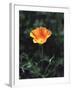 California, a California Poppy Wildflower in Spring Valley-Christopher Talbot Frank-Framed Premium Photographic Print