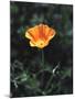 California, a California Poppy Wildflower in Spring Valley-Christopher Talbot Frank-Mounted Premium Photographic Print