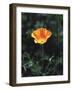 California, a California Poppy Wildflower in Spring Valley-Christopher Talbot Frank-Framed Photographic Print