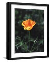 California, a California Poppy Wildflower in Spring Valley-Christopher Talbot Frank-Framed Photographic Print