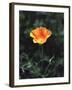 California, a California Poppy Wildflower in Spring Valley-Christopher Talbot Frank-Framed Photographic Print