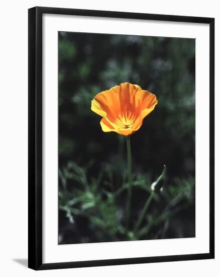 California, a California Poppy Wildflower in Spring Valley-Christopher Talbot Frank-Framed Photographic Print