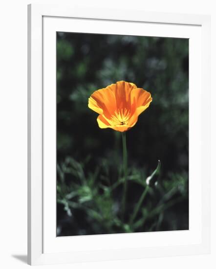 California, a California Poppy Wildflower in Spring Valley-Christopher Talbot Frank-Framed Photographic Print