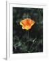 California, a California Poppy Wildflower in Spring Valley-Christopher Talbot Frank-Framed Photographic Print