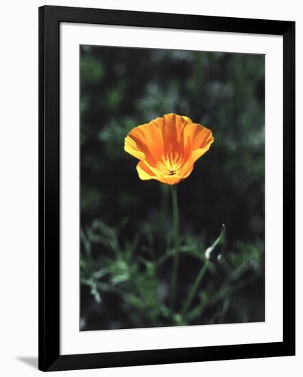 California, a California Poppy Wildflower in Spring Valley-Christopher Talbot Frank-Framed Photographic Print